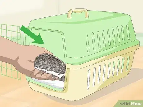 Image titled Carry a Hedgehog Step 19