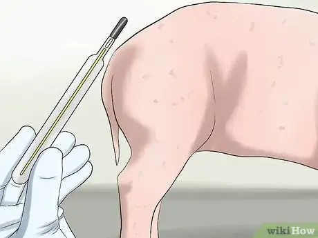 Image titled Increase the Weight of a Pig Step 11