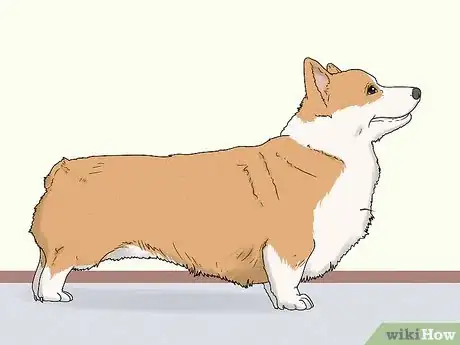 Image titled Identify a Pembroke Welsh Corgi Step 1