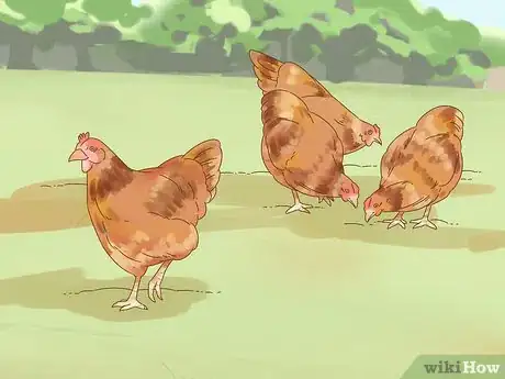 Image titled Tell if a Chicken is Sick Step 3