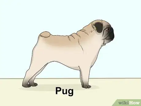 Image titled Identify a Boston Terrier Step 17