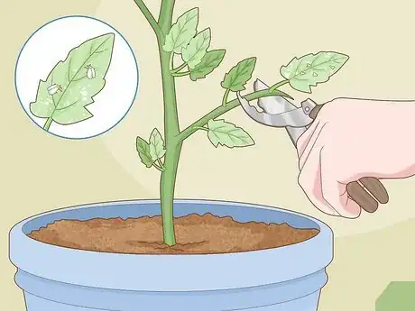 Image titled Treat Tomato Leaf Curl Virus Step 12