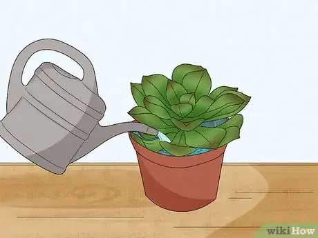 Image titled Water Succulents Step 3