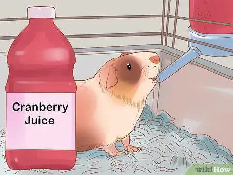 Image titled Diagnose and Treat Urinary Problems in Guinea Pigs Step 15