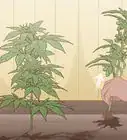 Identify Female and Male Marijuana Plants