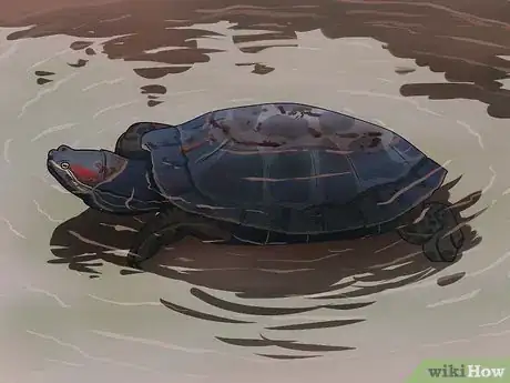 Image titled Tell the Difference Between a Tortoise, Terrapin and Turtle Step 8