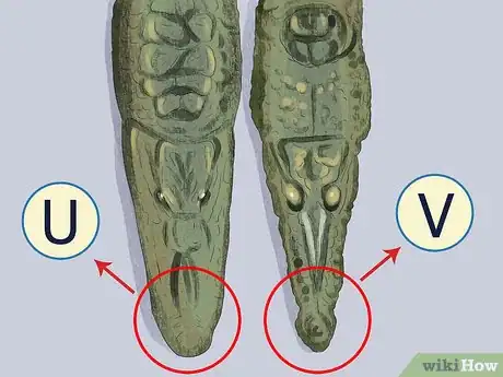 Image titled Tell the Difference Between a Crocodile and an Alligator Step 1