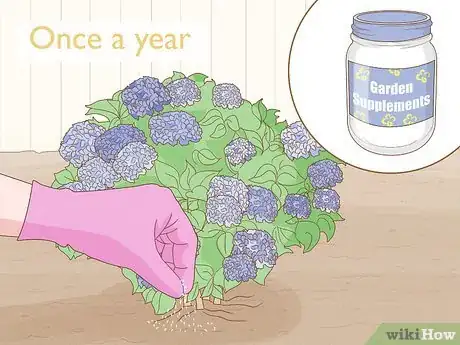 Image titled Make Hydrangeas Purple Step 10