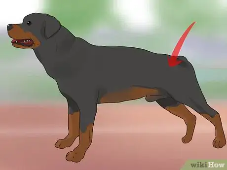 Image titled Diagnose Dysplasia in Rottweilers Step 2