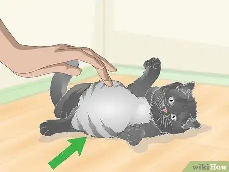 Image titled Eliminate Roundworms in Cats Step 1