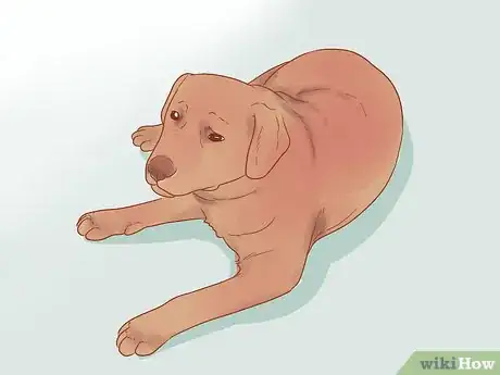 Image titled Get a Dog to Stop Whining Step 5