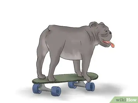 Image titled Teach a Bulldog to Skateboard Step 8