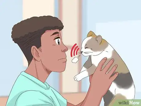 Image titled Stop Chronic Nasal Discharge in Cats Step 9