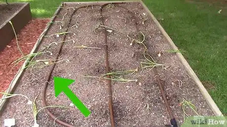 Image titled Grow Tomatoes in a Greenhouse Step 4