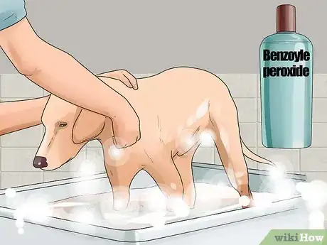 Image titled Prevent Mange in Dogs Step 16