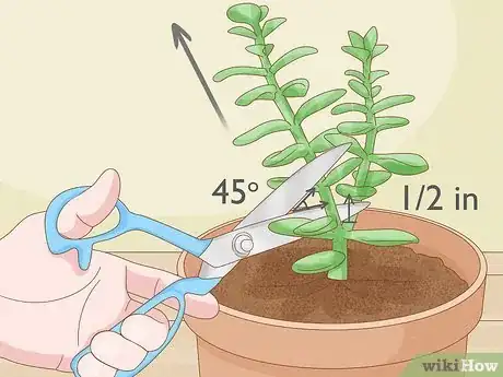 Image titled Prune Succulents Step 6