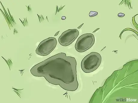 Image titled Catch a Bobcat Step 3