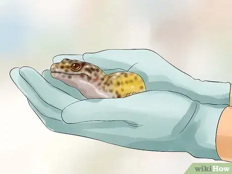 Image titled Catch a Gecko Step 11