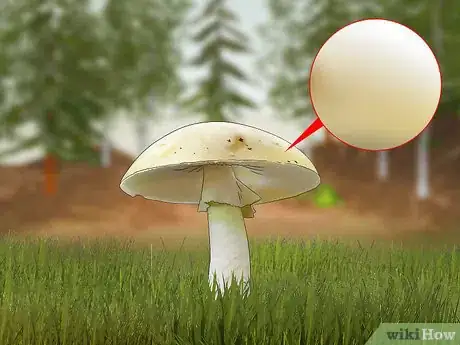 Image titled Identify a Death Cap Mushroom Step 1