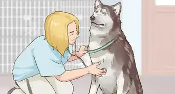 Gain Trust in an Aggressive Dog