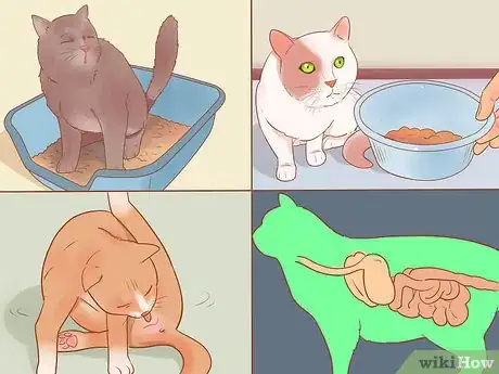 Image titled Know if Your Cat Is Sick Step 20