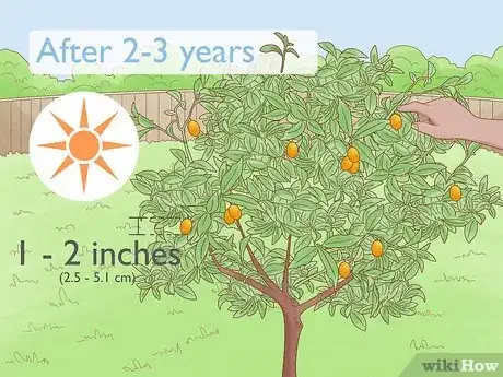 Image titled Grow Kumquat Step 14