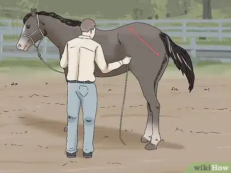 Image titled Teach Your Horse to Back up from the Ground Step 12