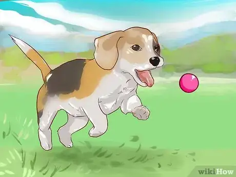 Image titled Train Beagles Step 5