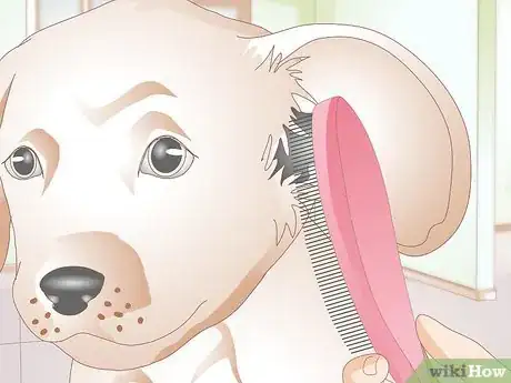 Image titled Clean Puppy Ears Step 2