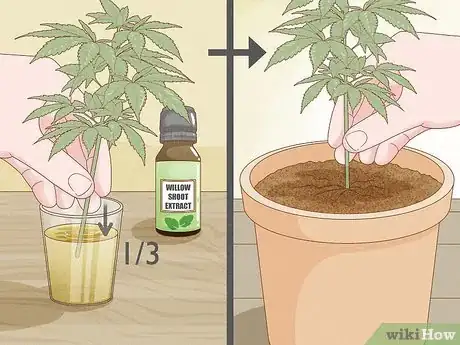 Image titled Clone a Marijuana Plant Without Rooting Hormone Step 2