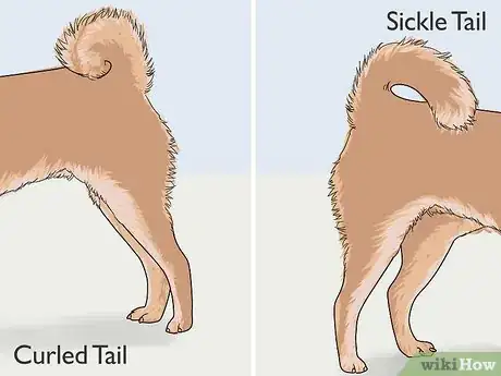 Image titled Identify a Shiba Inu Step 3