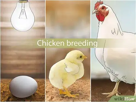 Image titled Start a Chicken Farm Business Step 3