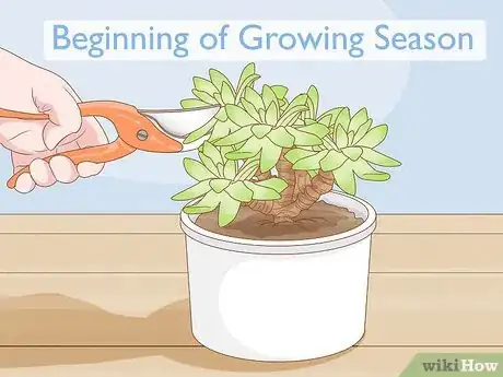 Image titled Prune Succulents Step 2