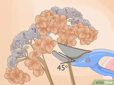 Image titled Prune Hydrangeas Step 3