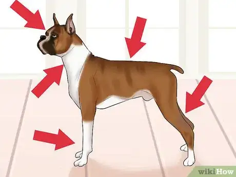 Image titled Know when to Stop Breeding a Female Dog Step 7