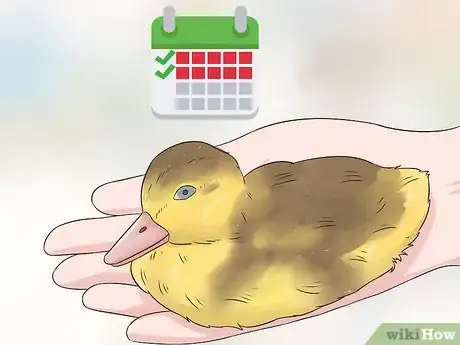 Image titled Tell the Sex of a Baby Duck Step 1