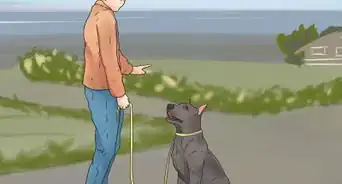 Teach Your Dog to Walk on a Leash