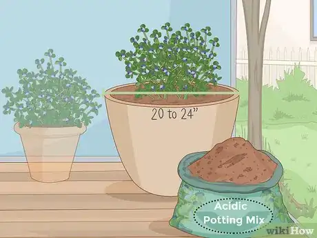 Image titled Grow Blueberries in a Pot Step 16