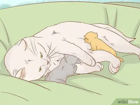 Image titled Tell if a Cat Still Has Kittens Inside Step 11