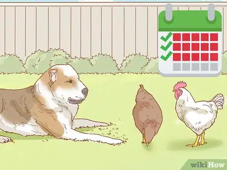 Image titled Train Dogs to Leave Chickens Alone Step 9