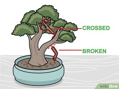 Image titled Prune a Bonsai Tree Step 2