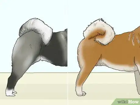 Image titled Identify an Akita Step 9