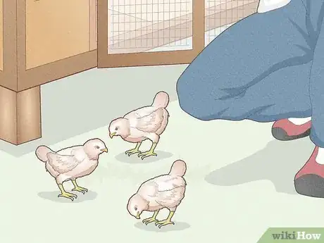 Image titled Earn Your Chicken's Trust Step 5