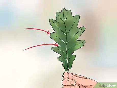 Image titled Identify Oak Leaves Step 5