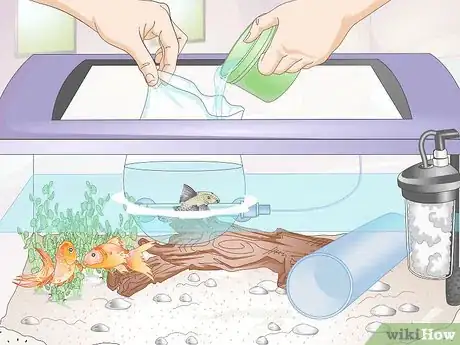 Image titled Introduce a Pleco to a Goldfish Tank Step 10