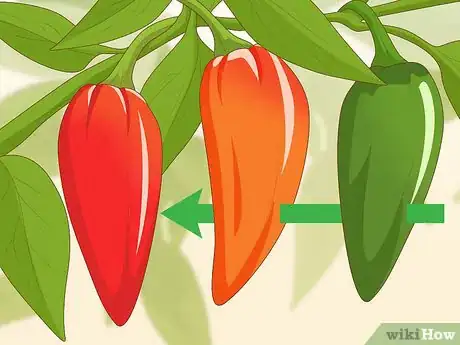 Image titled Grow Ghost Peppers Step 18