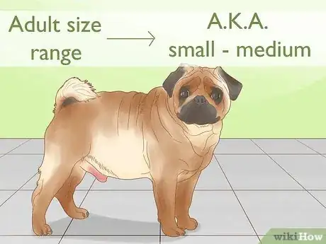 Image titled Tell How Big a Mixed Puppy Will Get Step 3