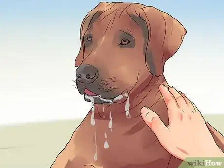 Image titled Recognize Bloat in Dogs Step 4