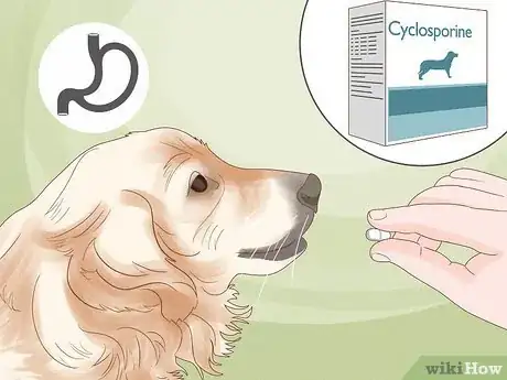 Image titled Treat Skin Allergies in Golden Retrievers Step 15