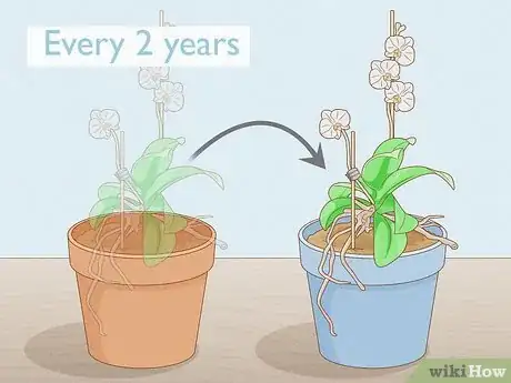 Image titled Save an Orchid from Root Rot Step 17